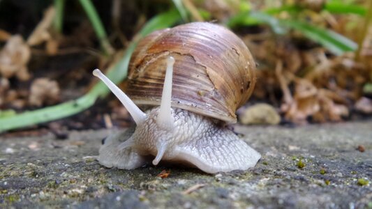 Nature reptile spiral
