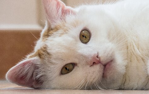 Tiger cat domestic cat relax