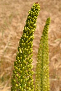 Columnar bloom bud summer
