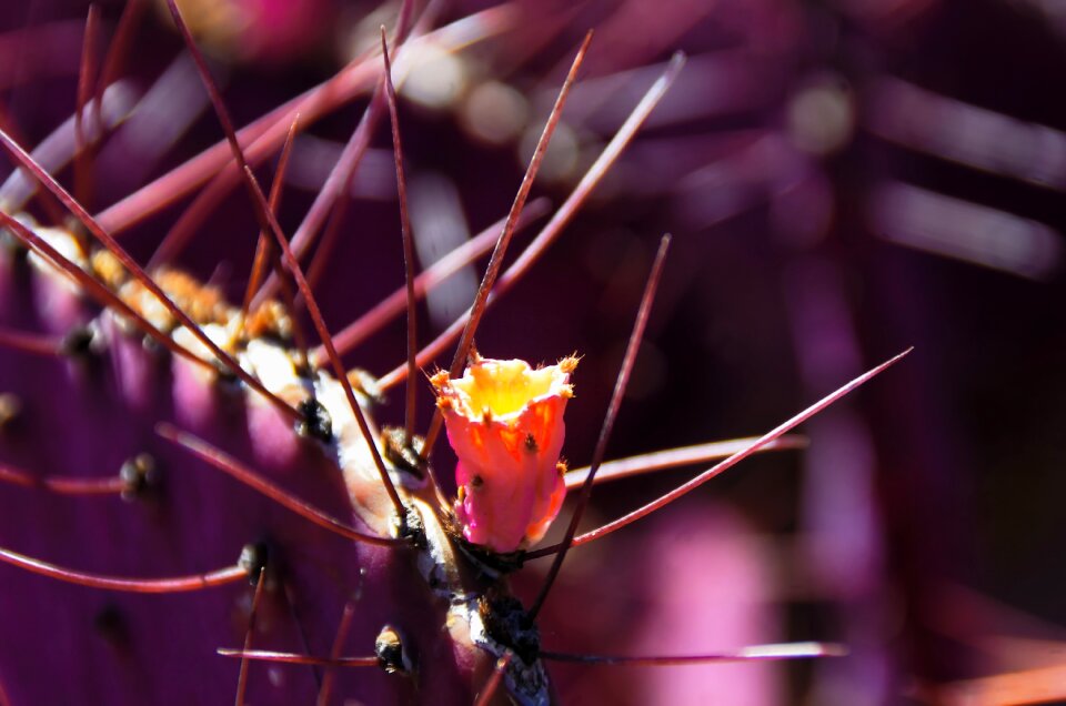Orange thorns quills