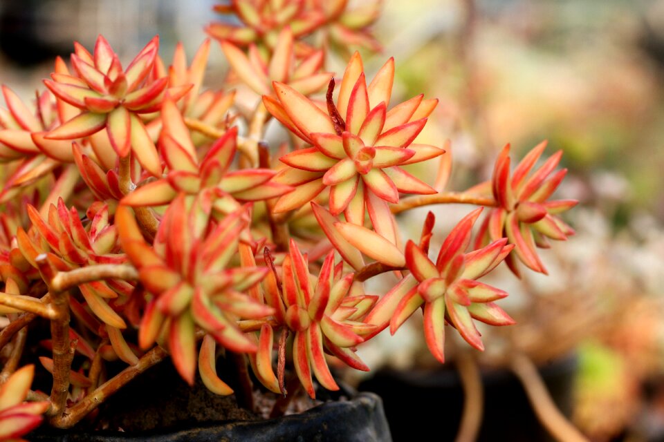 Succulent plant cactus houseleek
