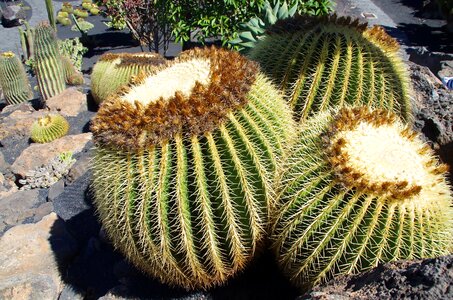 Spice nature garden