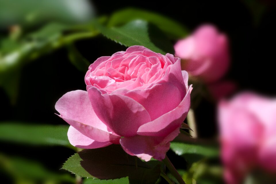 Flower summer blossom