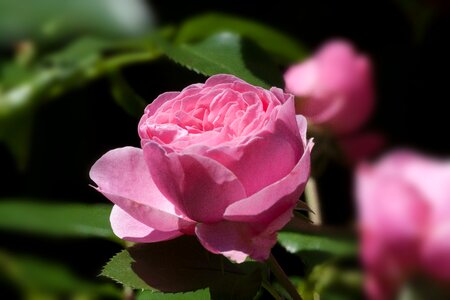 Flower summer blossom