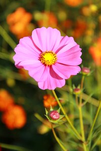Cosmos flowers pink open