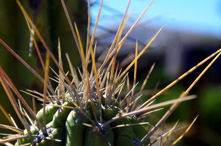 Thorns garden botany photo