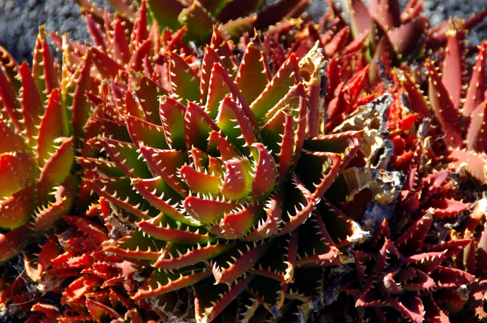 Thorns teeth quills