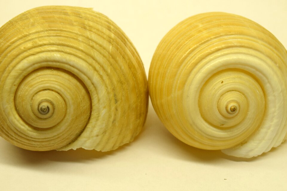 Snail shells spiral infinite