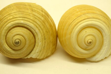 Snail shells spiral infinite photo