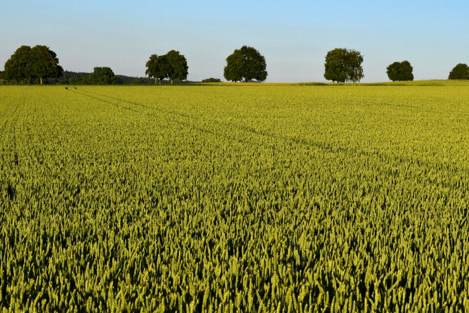 Horizon trees green