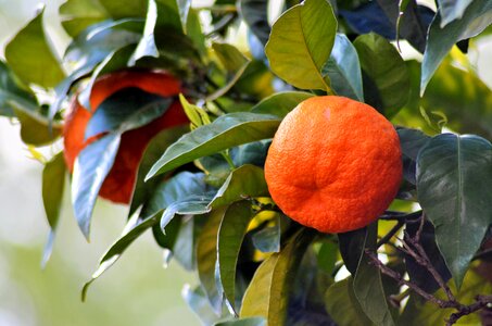Fruit citrus leaf