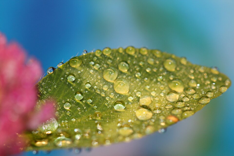 Green nature water