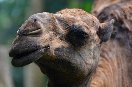 Camel animal nature
