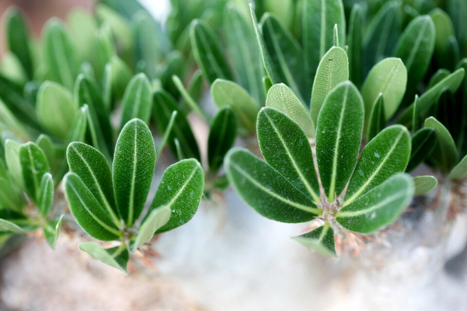Succulent plant cactus houseleek