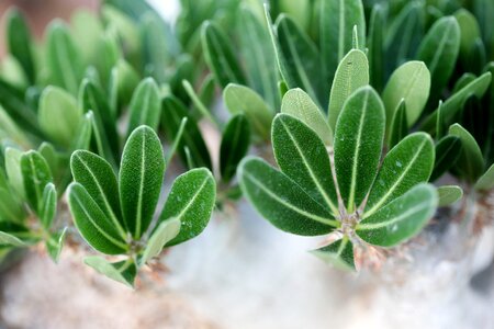 Succulent plant cactus houseleek