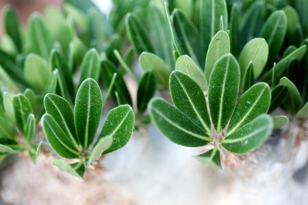 Succulent plant cactus houseleek photo