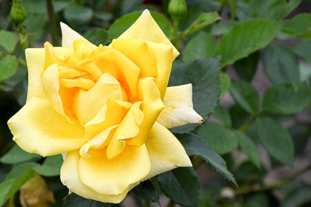 Bloom flower rose blooms