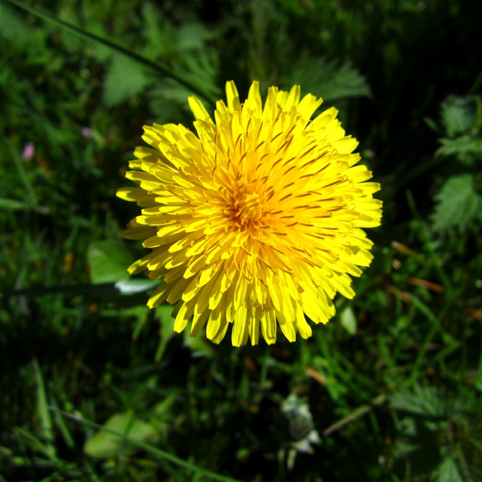 Dendelion dandelion yellow flower