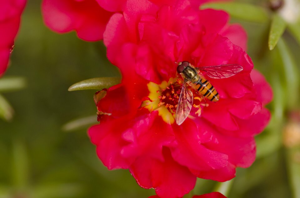Red pollen insect