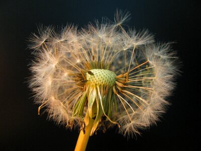 Spring plant seed head