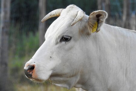 Horns agriculture cattle