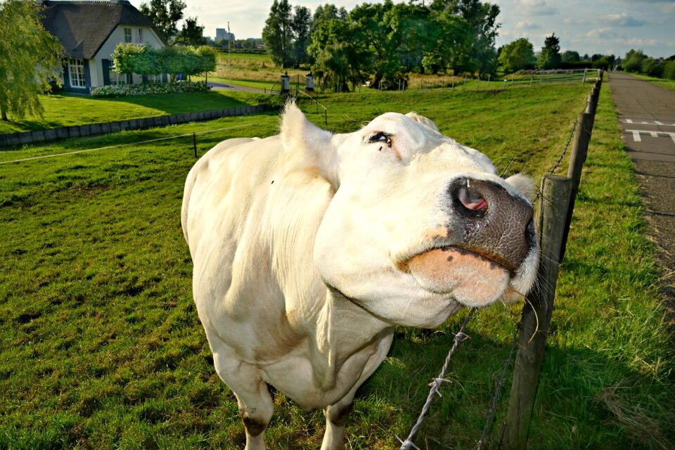 Animal mammal bovine