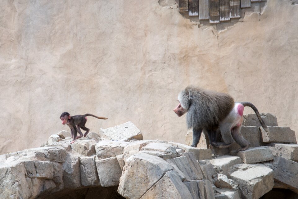 Mammal ape young