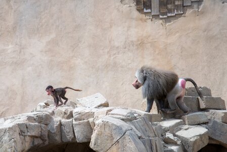 Mammal ape young