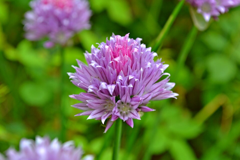 Herbs vegetables purple