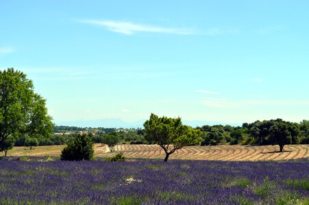 Nature south perfume photo