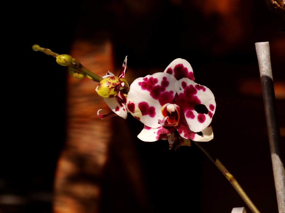Flower garden purple orchid