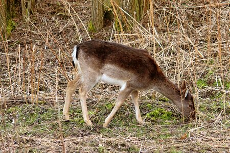 Forest graze fallow deer