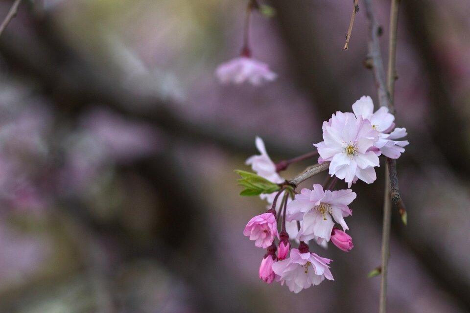 Japanese asian blossoming