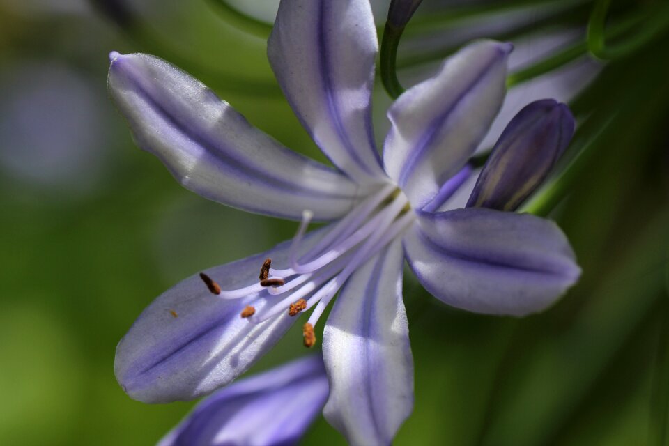 Bloom nature garden