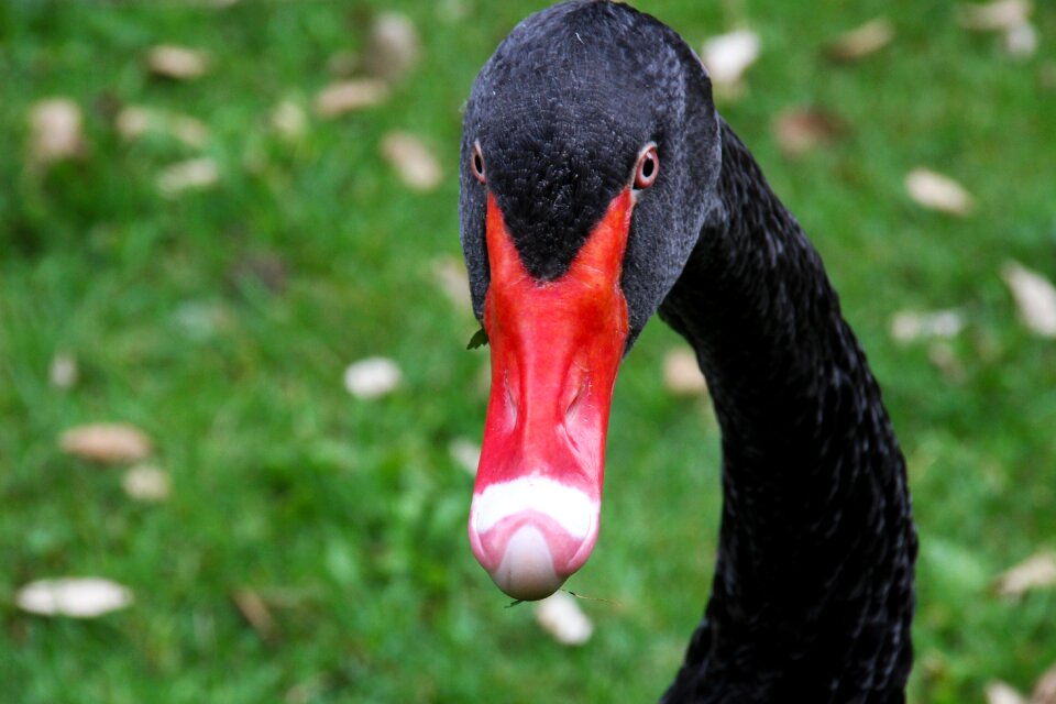 Red beak bird pond