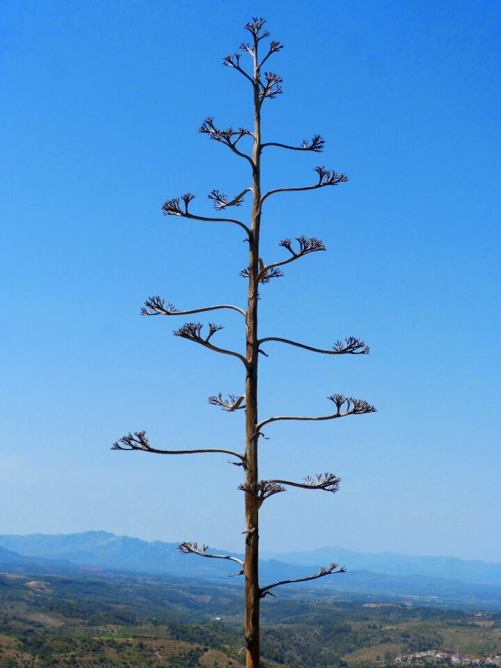 Atzavara american agave inflorescence