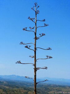 Atzavara american agave inflorescence