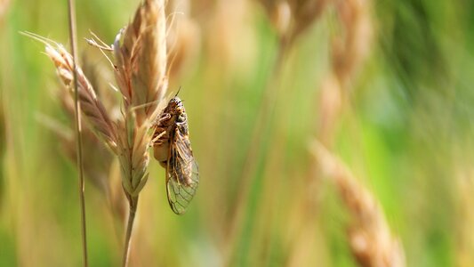 Summer insect chirp