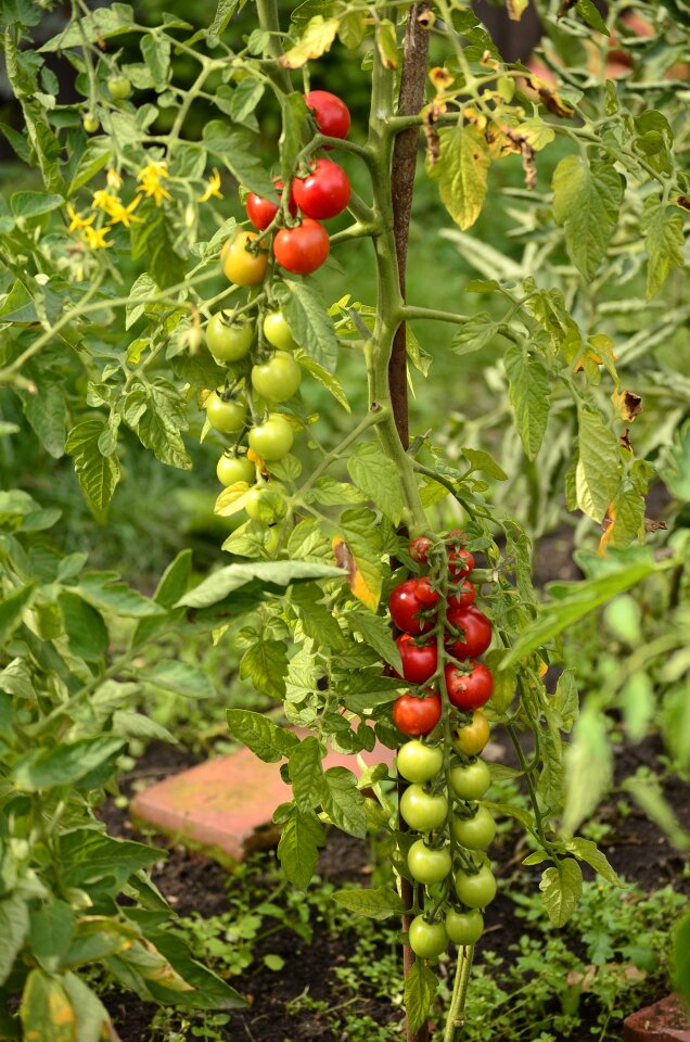 Plant vegetable garden vegetables