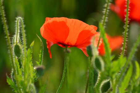 Nature flowers field