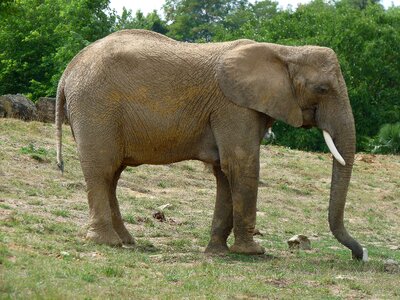 Defence savannah ivory