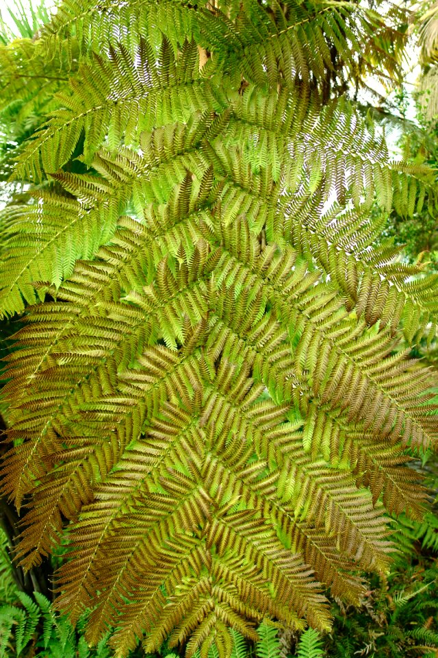 Nature green leaves