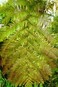Nature green leaves