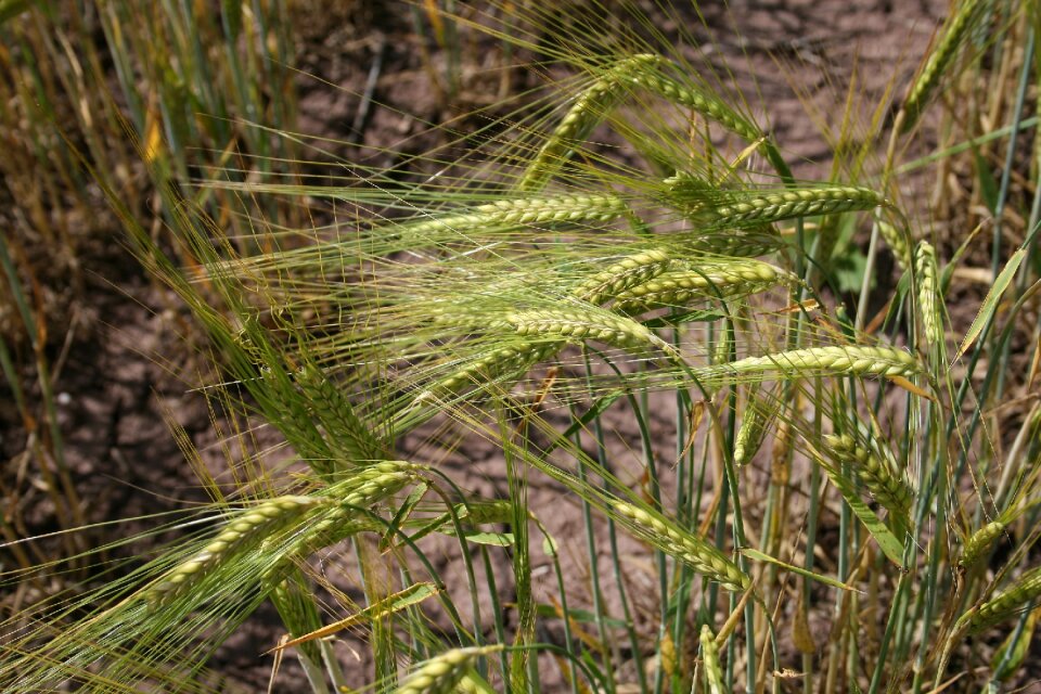 Field grain summer