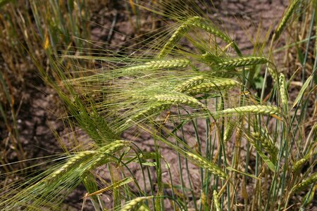 Field grain summer photo