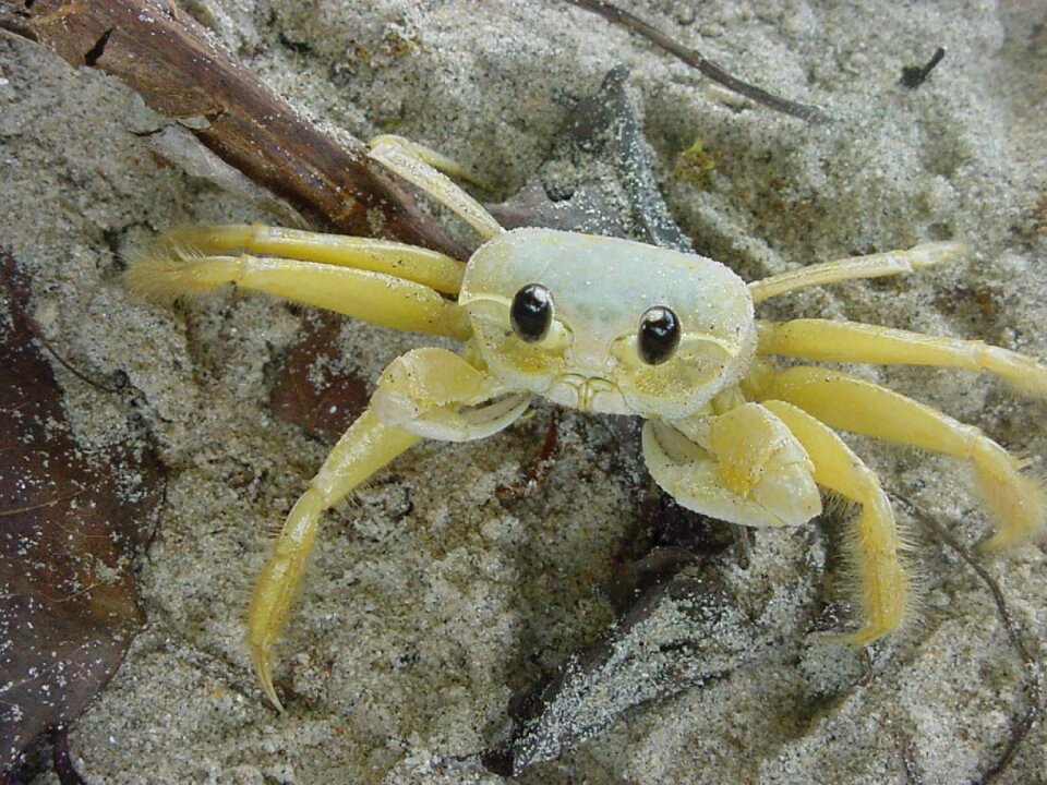 Beach white small