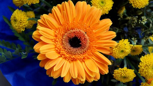 Flower plant edelgeranie