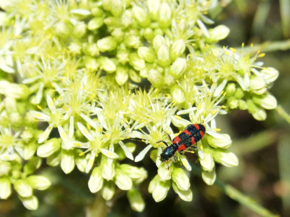 Black and orange gross floor flower