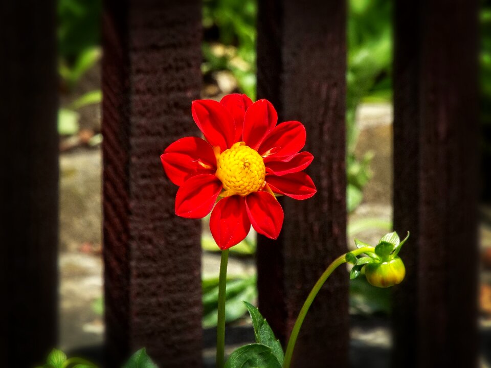 Red flower summer flower