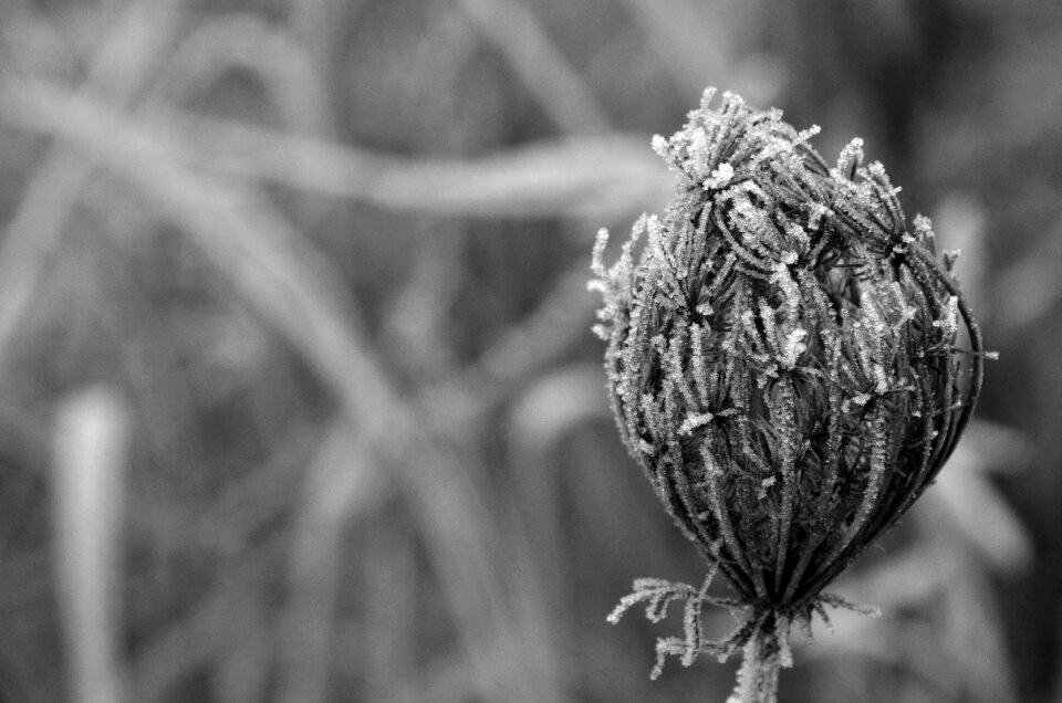 Winter magic cold nature